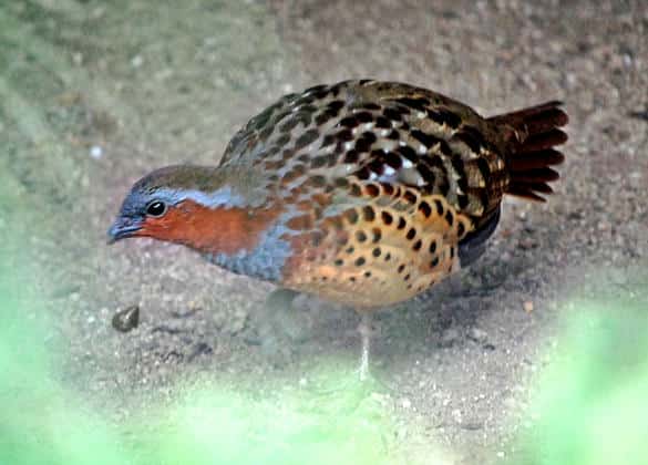 動物図鑑・コジュケイ